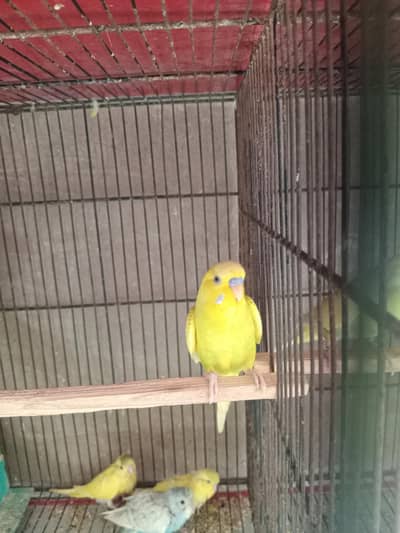 Australian budgie 3 pairs