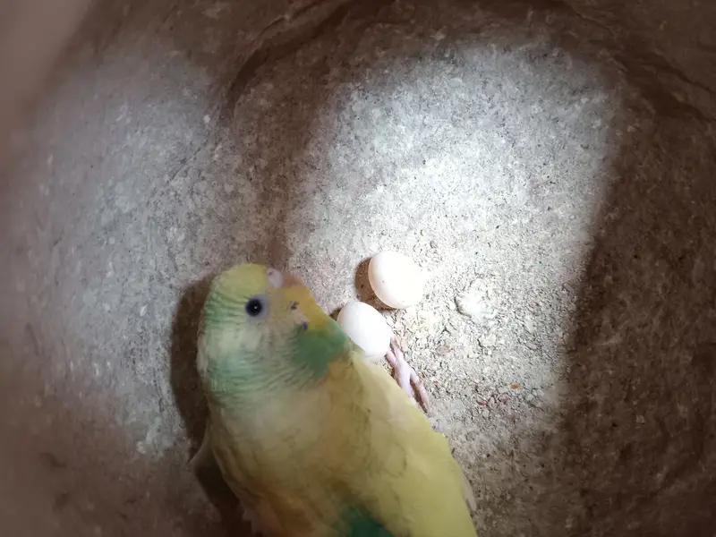 Australian budgie 3 pairs — photo 2
