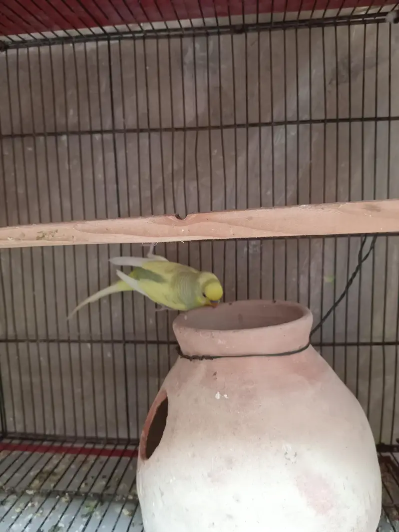 Australian budgie 3 pairs — photo 3