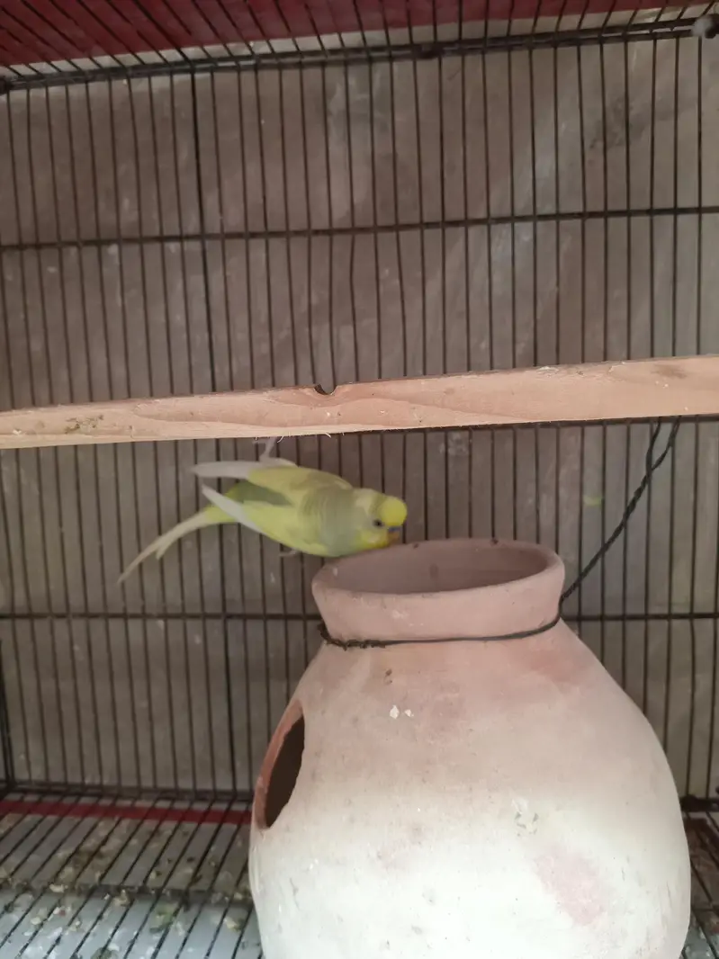 Australian budgie 3 pairs — photo 4