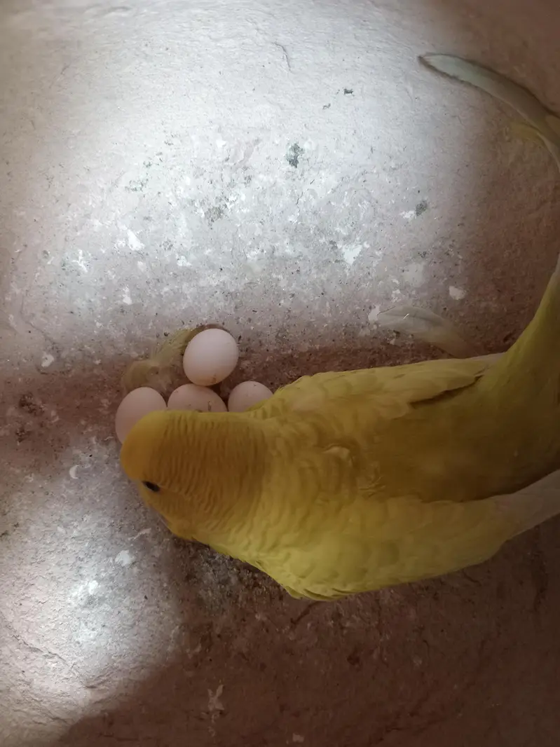 Australian budgie 3 pairs — photo 5