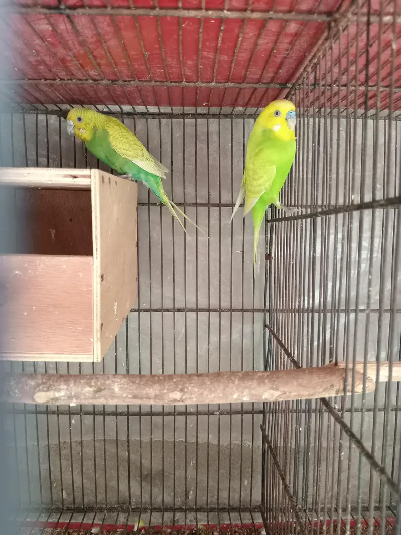 Australian budgie 3 pairs — photo 6