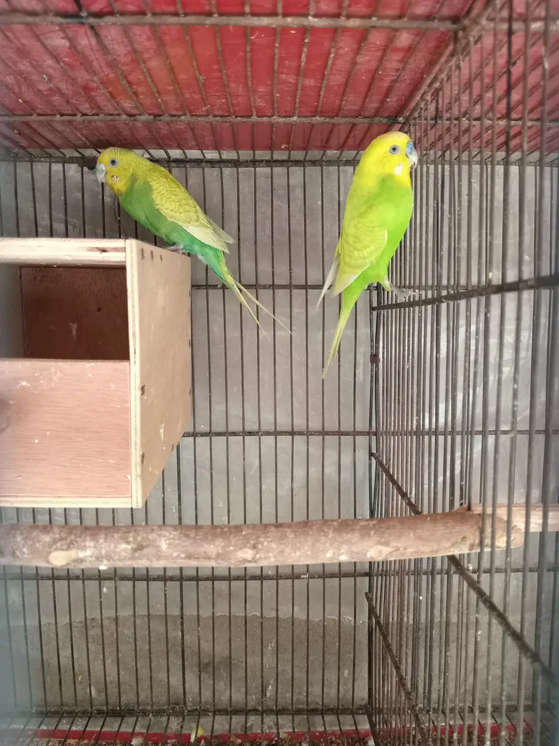 Australian budgie 3 pairs — photo 7