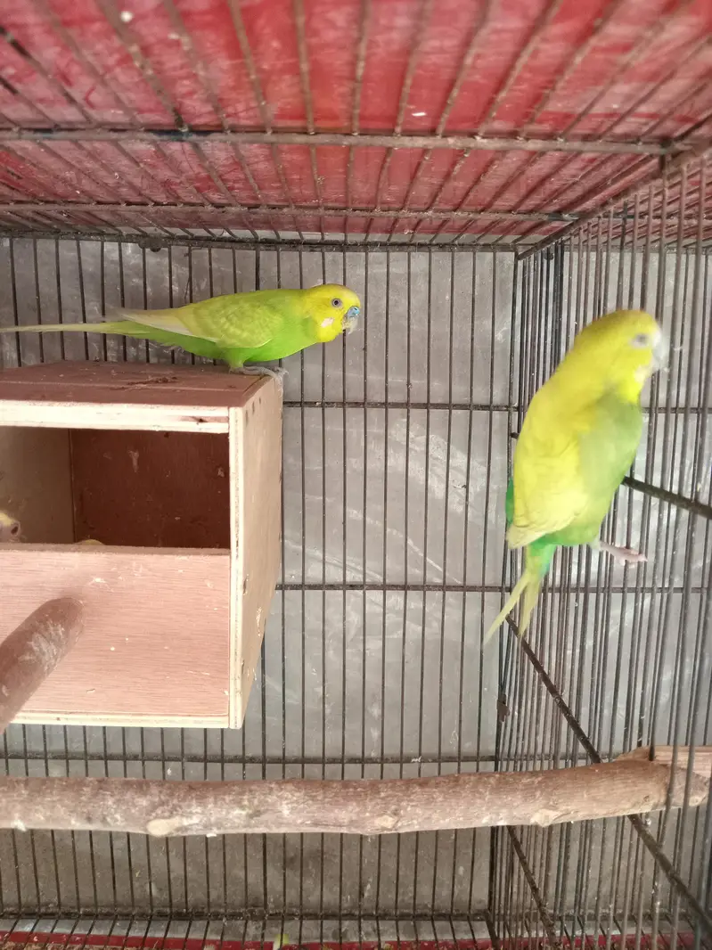 Australian budgie 3 pairs — photo 9