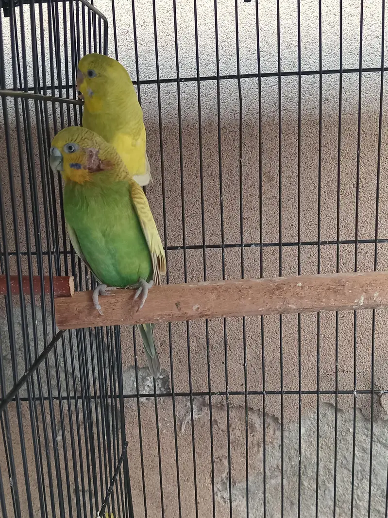 Australian budgie 3 pairs — photo 10