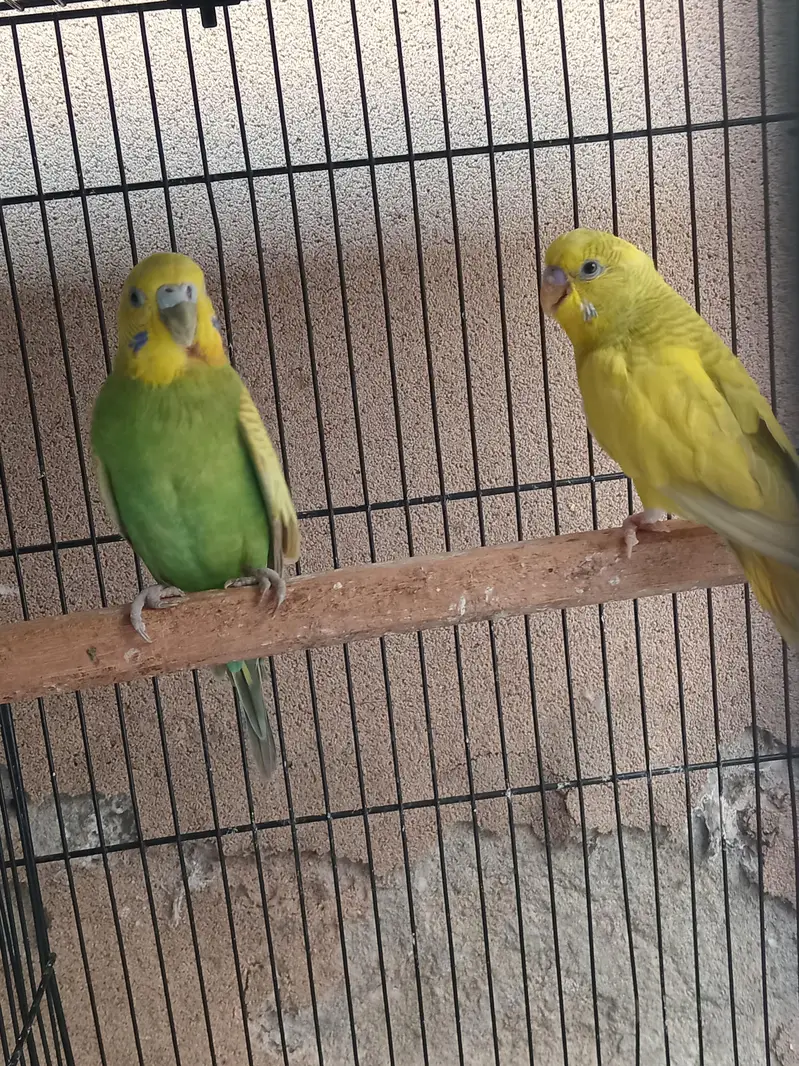 Australian budgie 3 pairs — photo 11