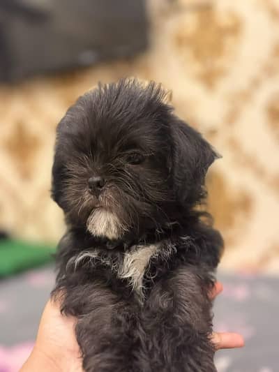 SHIHTZU  MALE  PUPPY  FOR  SALE | PLAYFUL & HEALTHY | DEWORMED