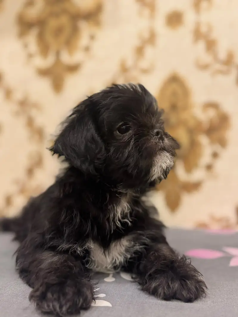 SHIHTZU  MALE  PUPPY  FOR  SALE | PLAYFUL & HEALTHY | DEWORMED — photo 2