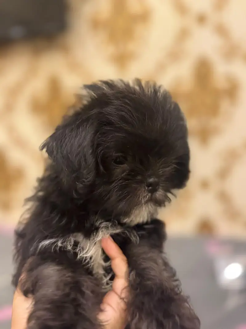 SHIHTZU  MALE  PUPPY  FOR  SALE | PLAYFUL & HEALTHY | DEWORMED — photo 3