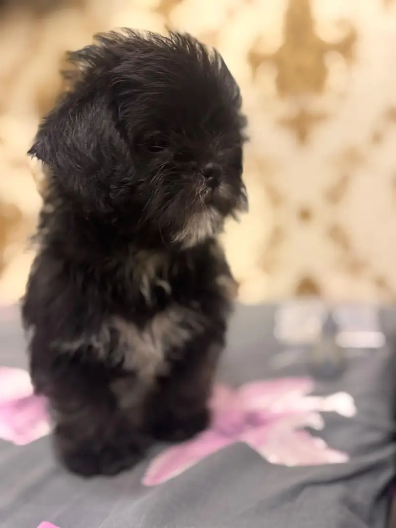 SHIHTZU  MALE  PUPPY  FOR  SALE | PLAYFUL & HEALTHY | DEWORMED — photo 4