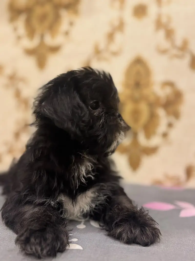 SHIHTZU  MALE  PUPPY  FOR  SALE | PLAYFUL & HEALTHY | DEWORMED — photo 5