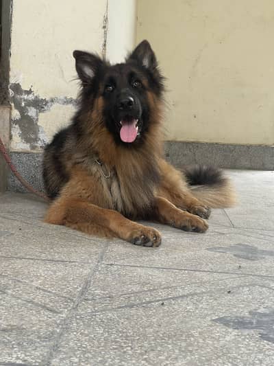 German shephard long Coat Male for sale