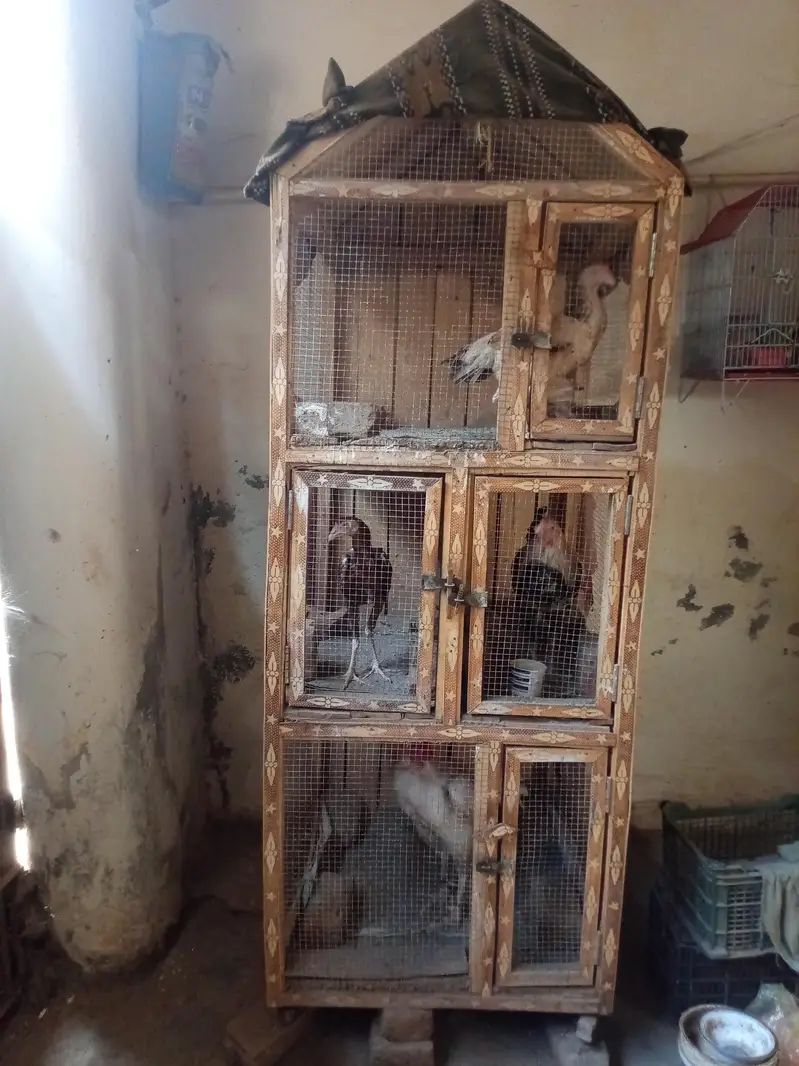cage for sale with birds — photo 2