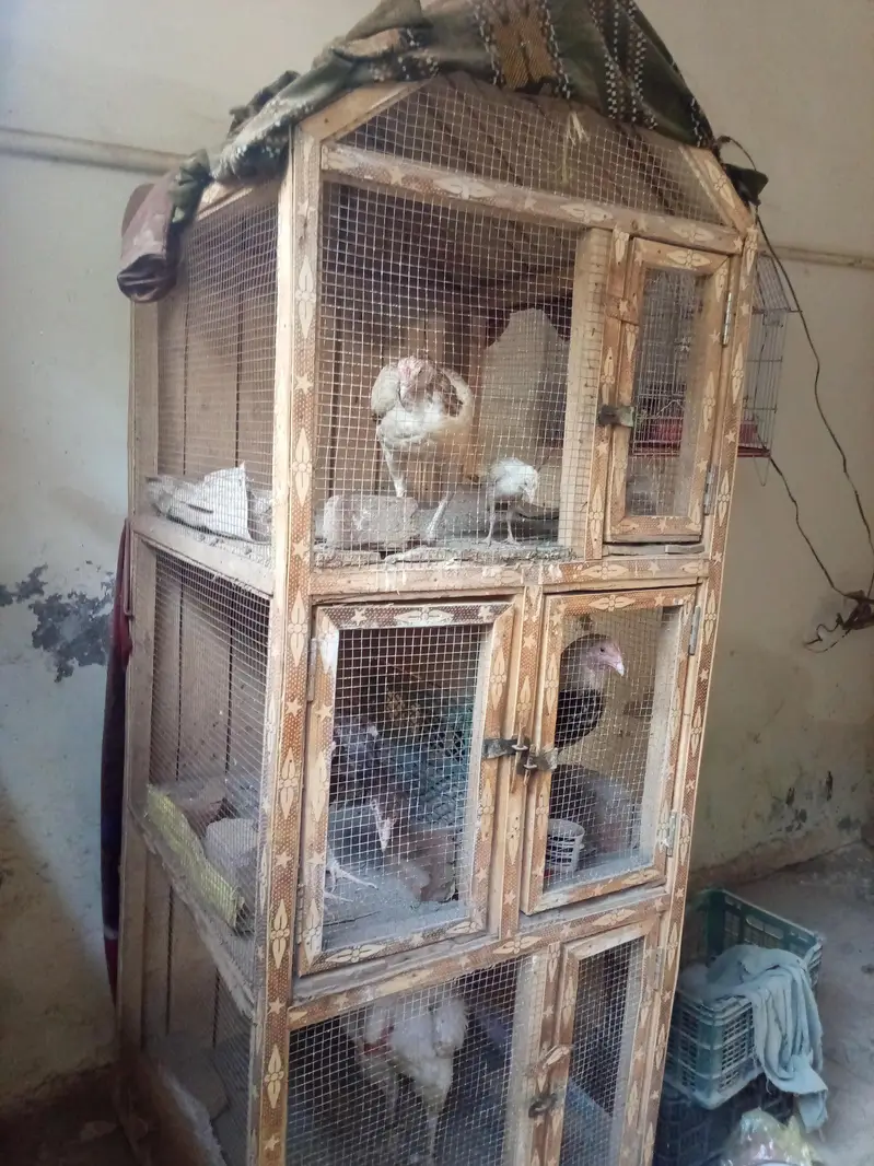 cage for sale with birds — photo 3