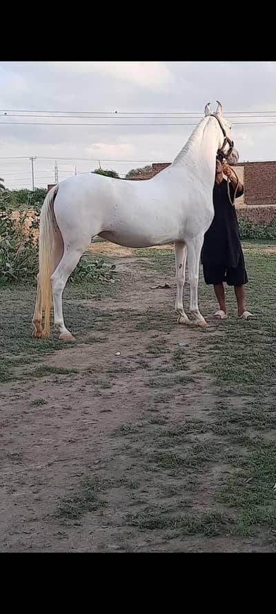 Nukri pure desi pregnant mare | Desi hourse | desi ghori | gaban horse