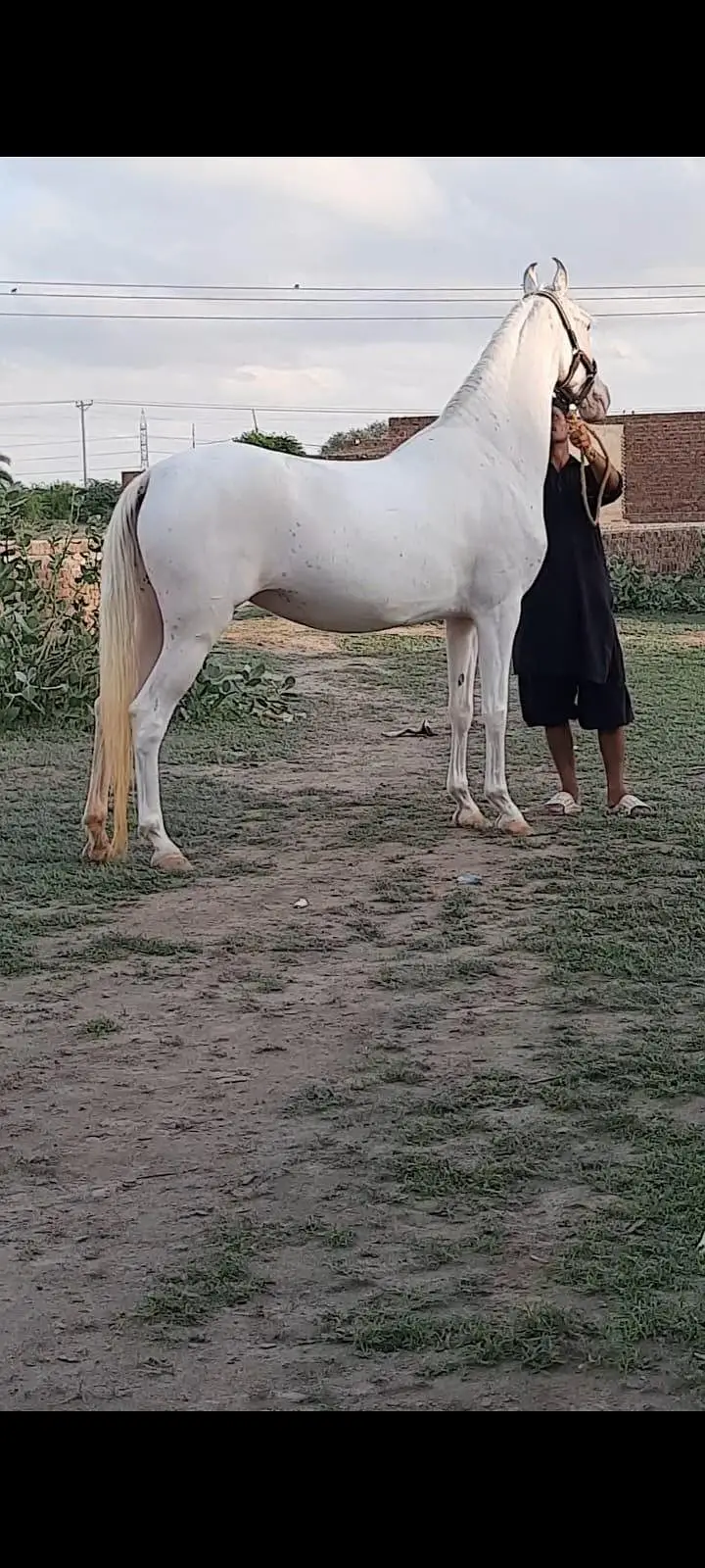Nukri pure desi pregnant mare | Desi hourse | desi ghori | gaban horse