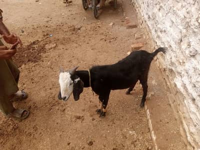 Bakra For Sale