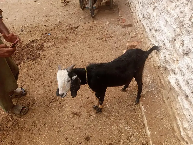 Bakra For Sale 03138322302