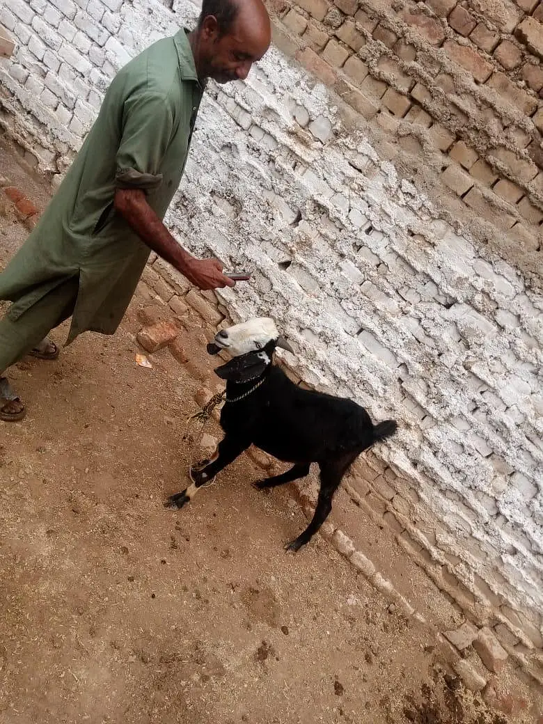 Bakra For Sale 03138322302 — photo 2