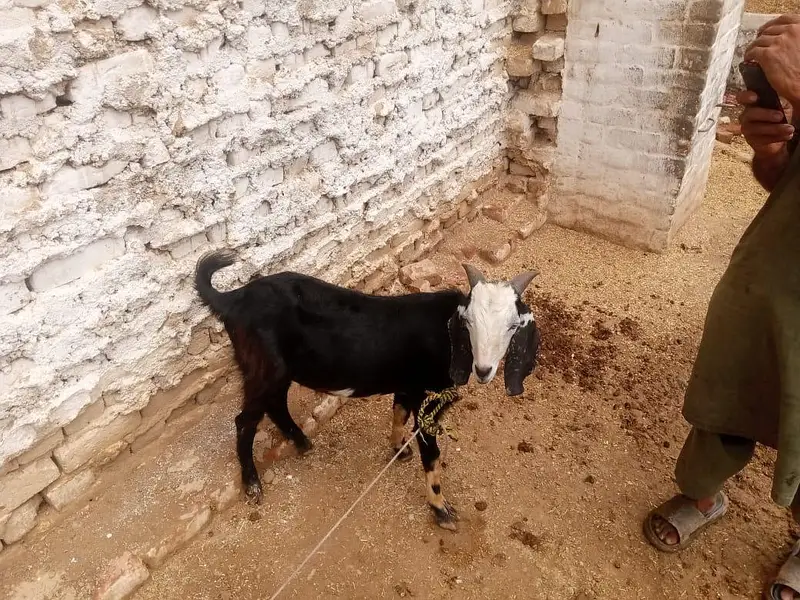Bakra For Sale 03138322302 — photo 3