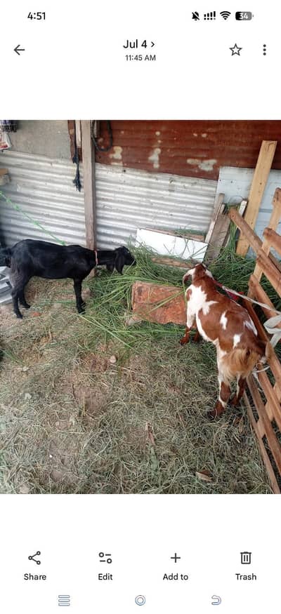 Goats selling