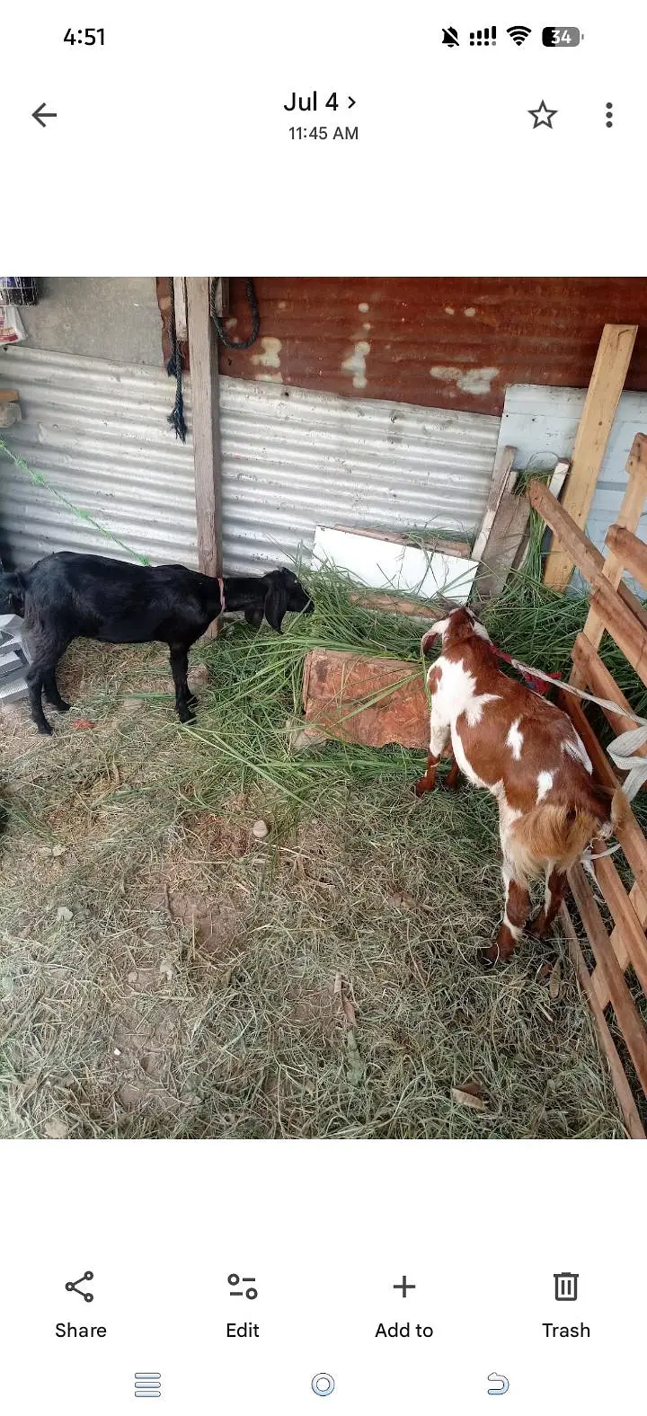 Goats selling — photo 2
