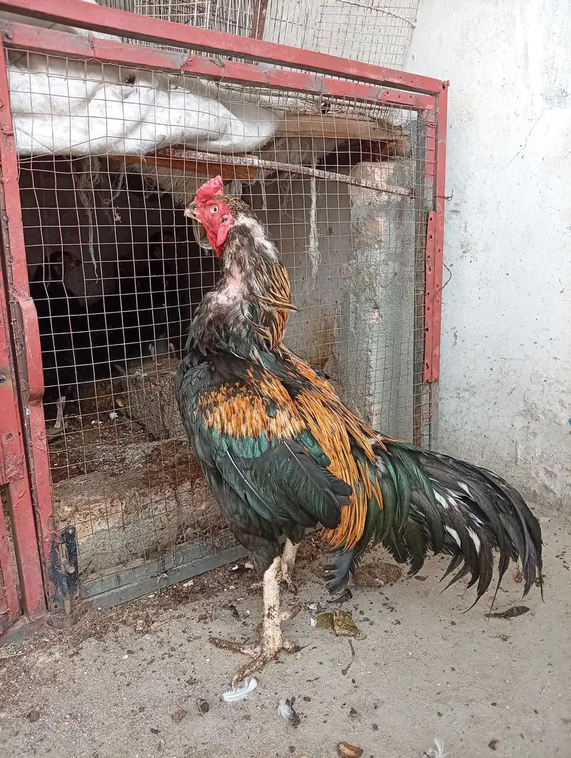 Aseel murgha — photo 3