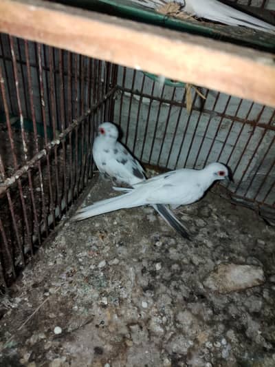 diamond dove bounded pair for sale