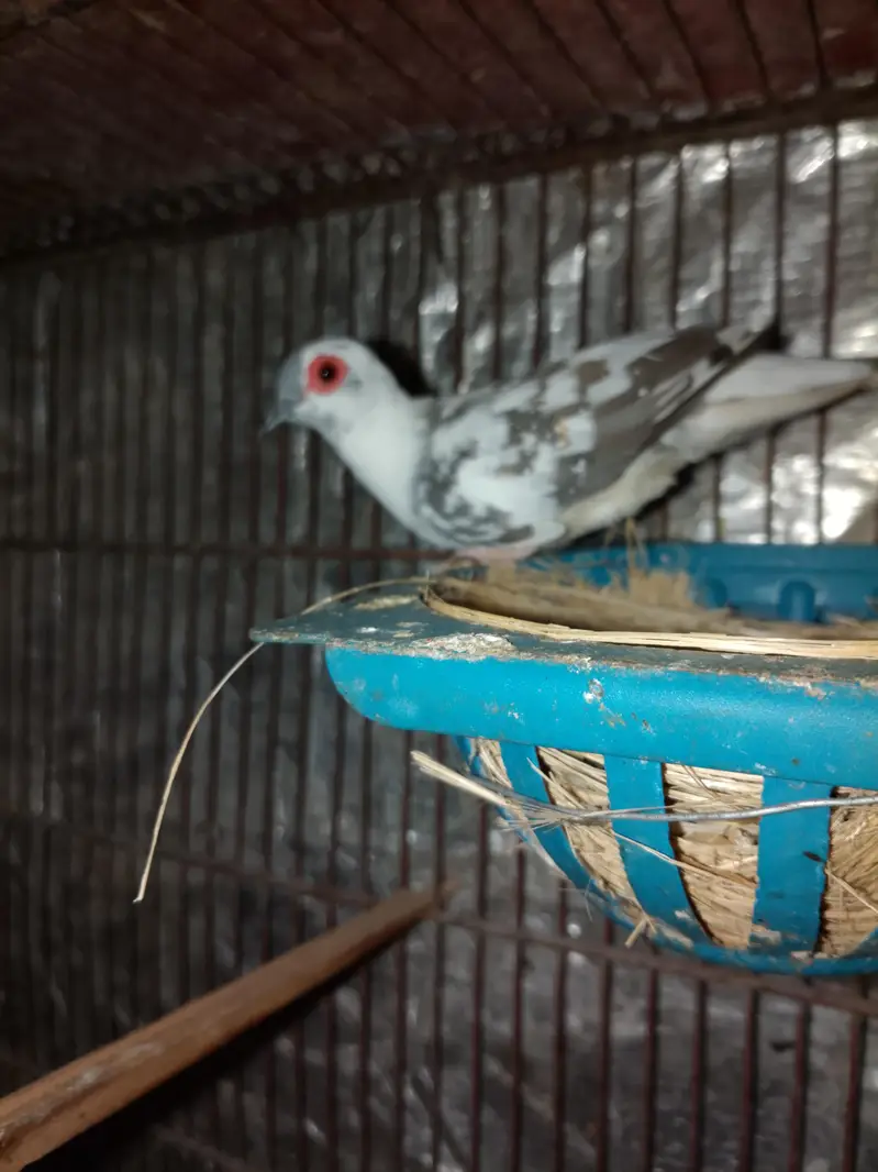 diamond dove bounded pair for sale — photo 2