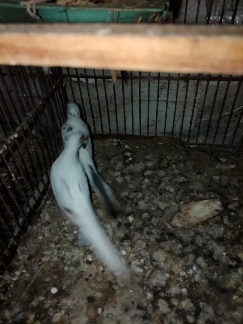 diamond dove bounded pair for sale — photo 3