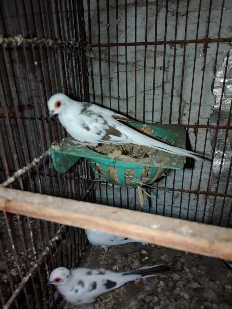 diamond dove bounded pair for sale — photo 4