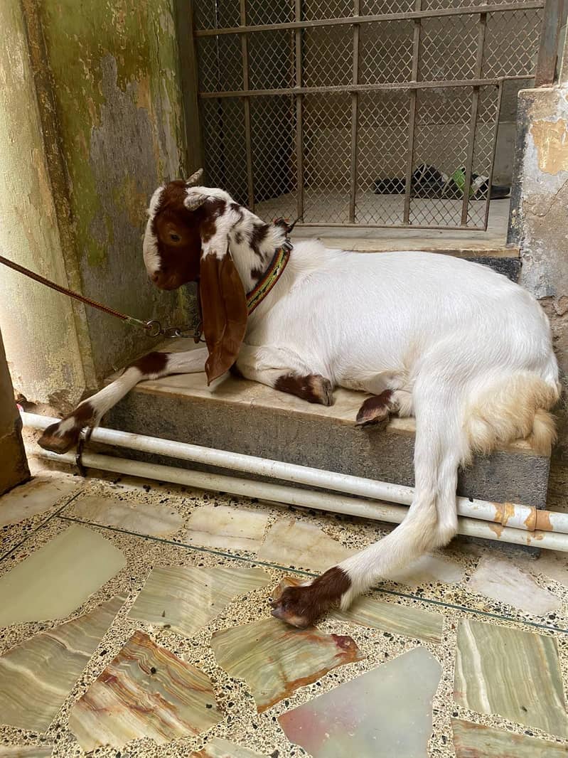 bakra 0