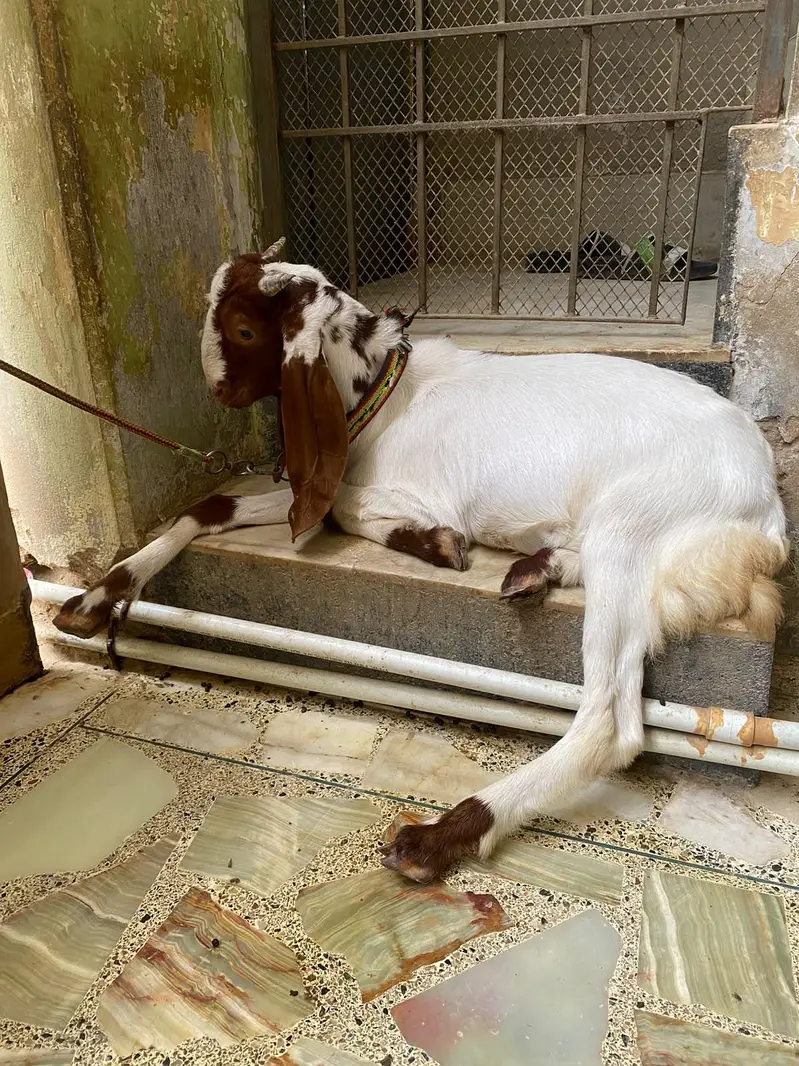 bakra