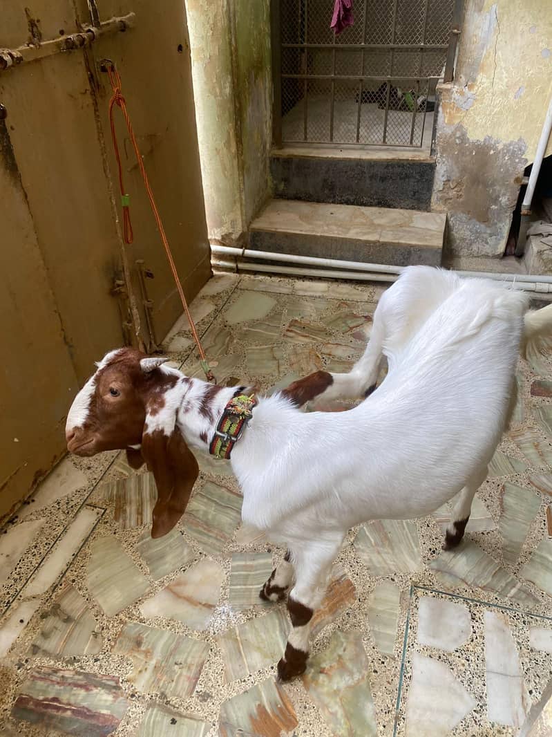 bakra 2