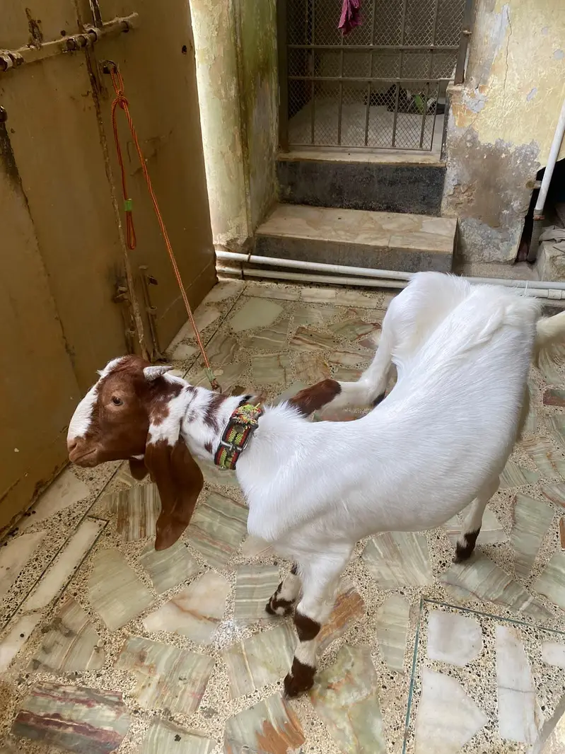 bakra — photo 3