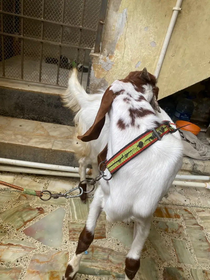 bakra — photo 4