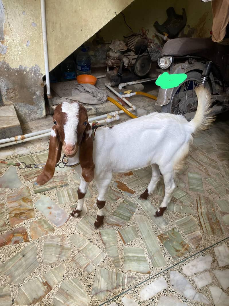 bakra 5