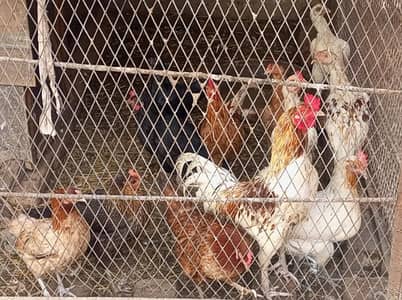 Desi hens