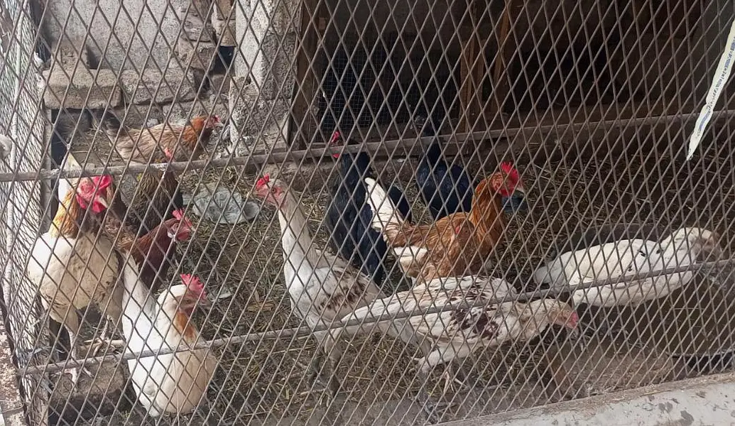 Desi hens — photo 2