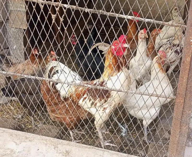 Desi hens — photo 3