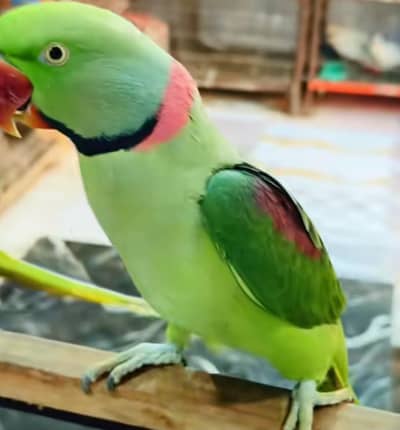 Parrots hein uski video WhatsApp per send Ker do gey mein