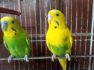 parrots