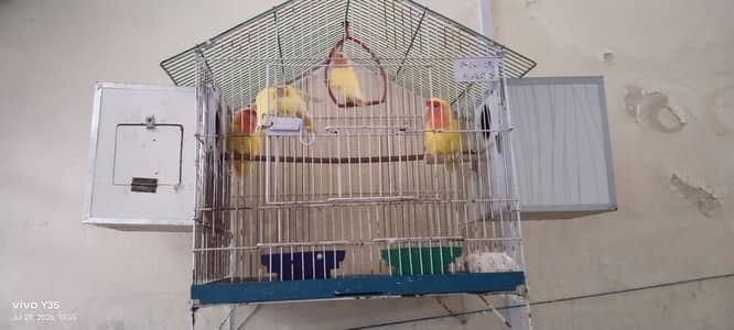2 pair love birds for sale