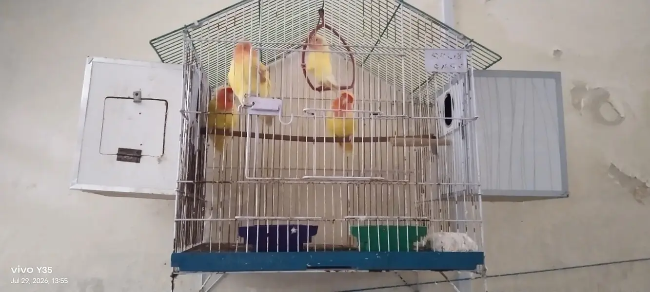 2 pair love birds for sale — photo 2