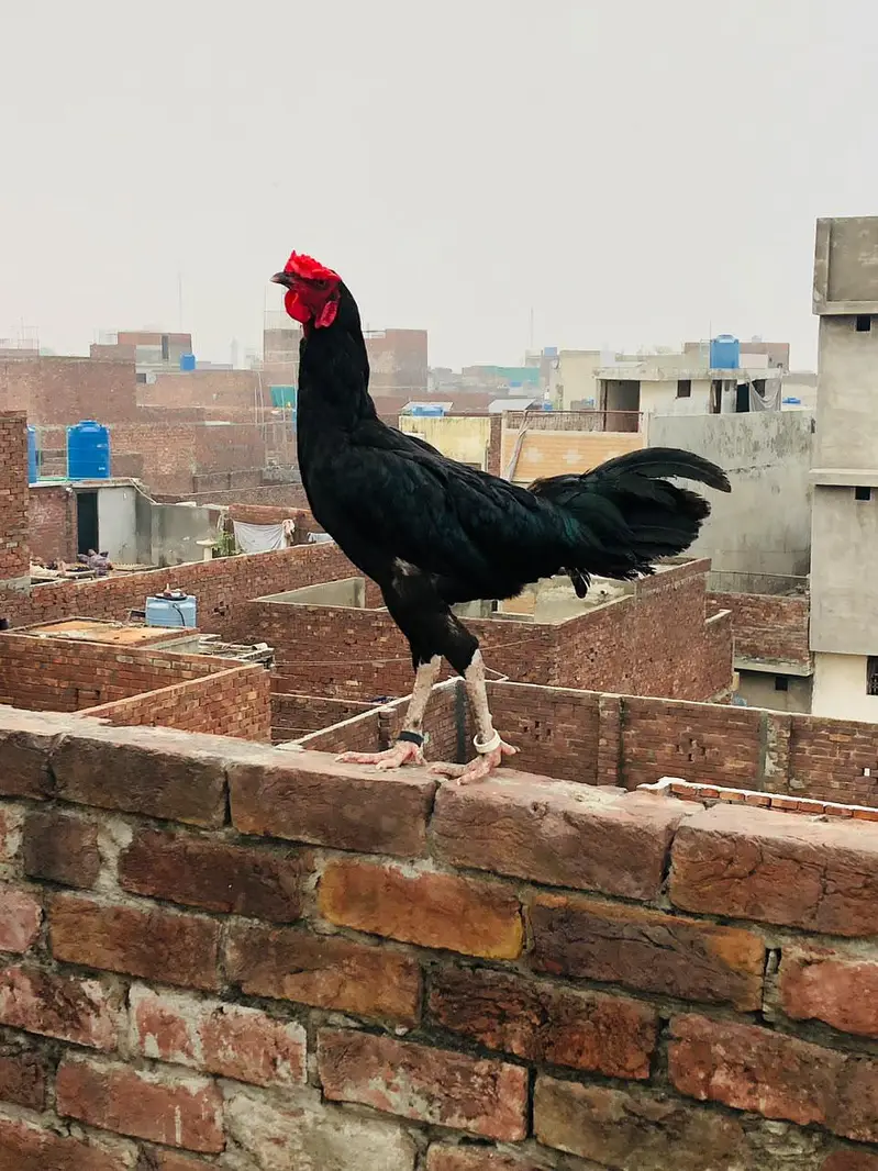 Aseel Desi Cross Male Females — photo 9