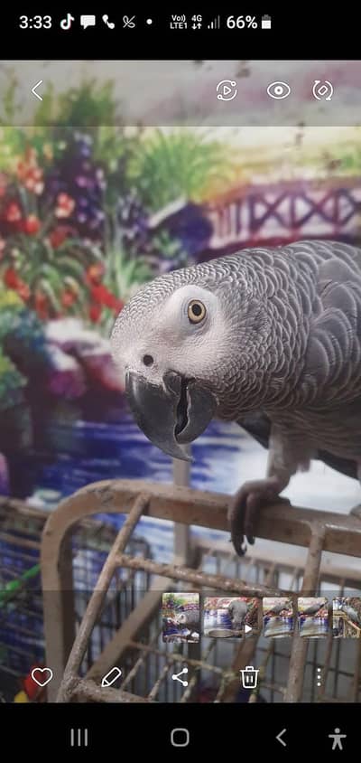 African gery parrots