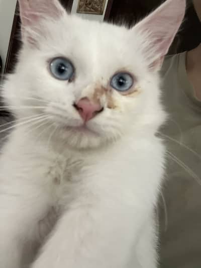 White blue eyed cat for sale