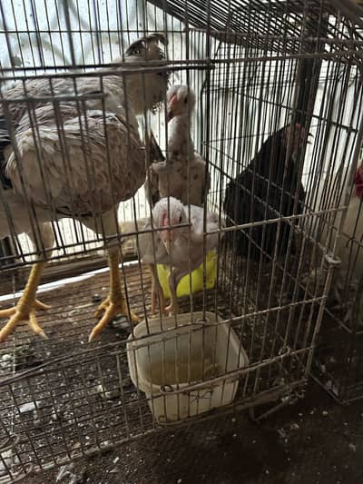 Black and white shamo chicks available pure and top quality birds