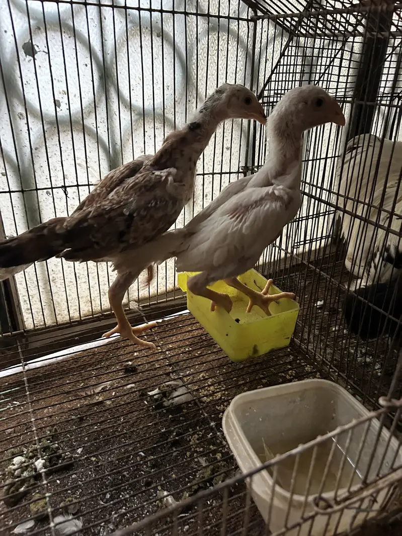 Black and white shamo chicks available pure and top quality birds — photo 2