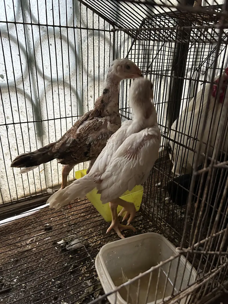 Black and white shamo chicks available pure and top quality birds — photo 3